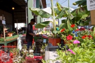 Plants for sale at Russell & Erskine Streets