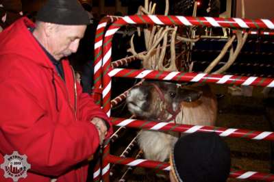 Preparing to feed the reindeer