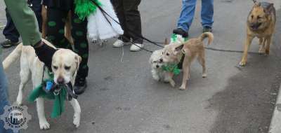 Dog parade