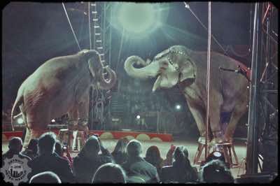 Amazing Elephant Tricks!