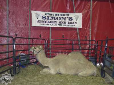 Camel