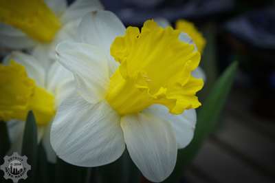 Daffodil in bloom