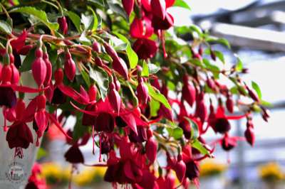 Fuchsia plant