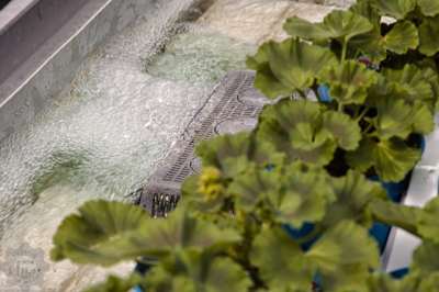 Filling the bottom watering tray