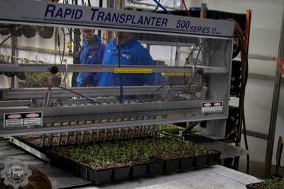 Automated transplant of the seedlings