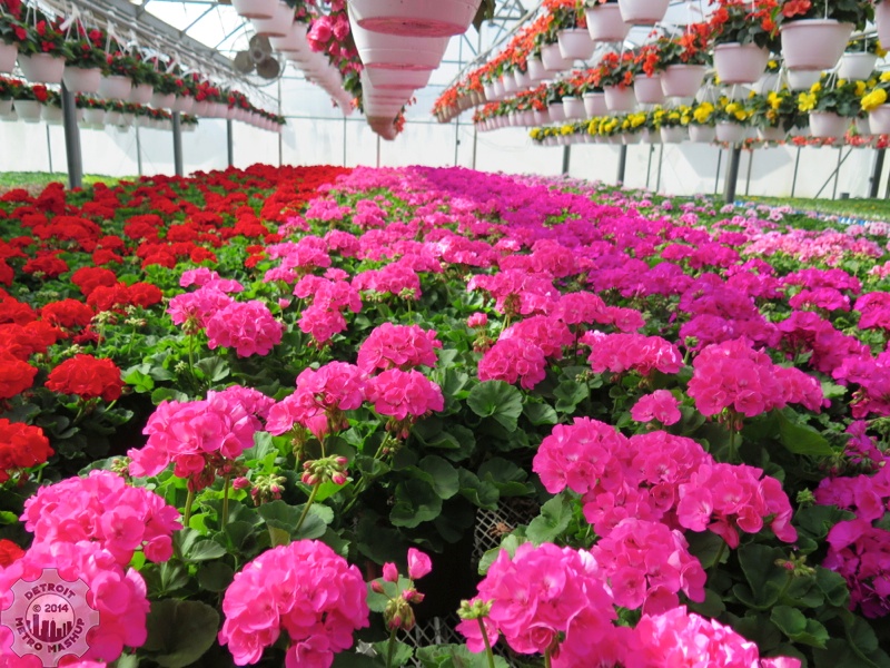 Wojo's Greenhouse Ortonville, MI