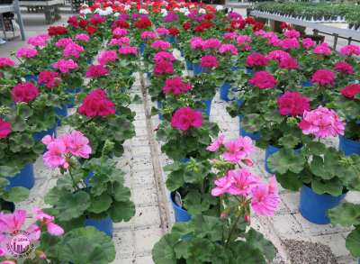 Rows of geraniums